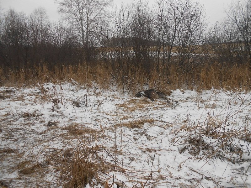 В Промышленновском округе полицейские задержали браконьера, застрелившего лосенка